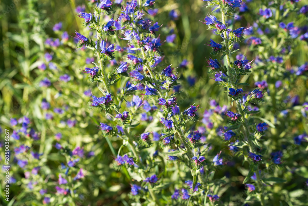 Obraz premium viper's bugloss and blueweed Echium vulgare