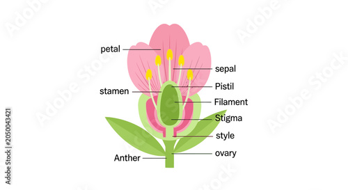 Obraz na plátně Flower Anatomy Diagram: Petal, Stamen, Pistil, Sepal, Ovary, Stigma, Style, Anth