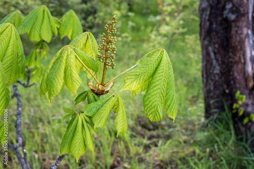 Close-up of the horse chestnut (Aesculus hippocastanum) inflorescence in early spring.