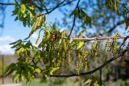 Close-up of the seed pods on an English oak (quercus robur) in early spring in Southern Sweden.