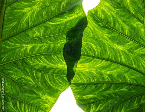 Green Leaf Texture.