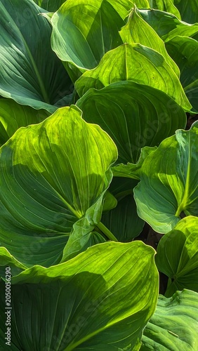 Green leaf with closeup.