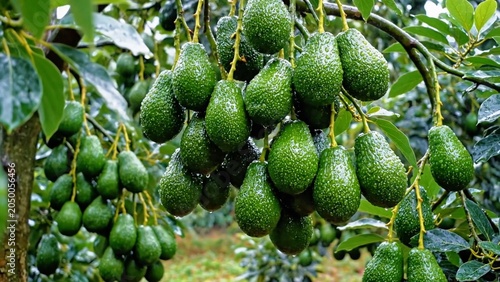 Healthy avocados growing on tree branches in farm environment showcasing organic farming, fresh produce and sustainable agriculture.