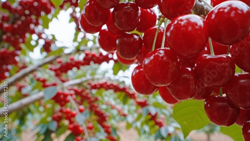 Detailed view of juicy cherries with water droplets showing texture, freshness and natural fruit growth.