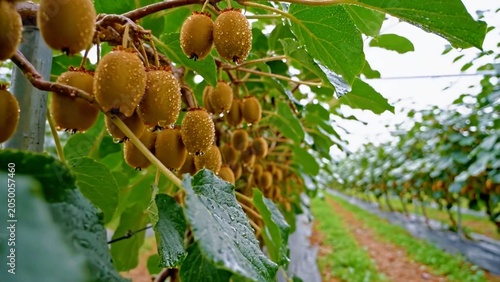 Cluster of fresh kiwis hanging on branches in orchard environment representing organic farming, agriculture and healthy fruit production.