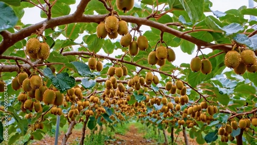 Kiwi fruits growing on tree branches in natural environment symbolizing organic farming, healthy food and fresh produce.