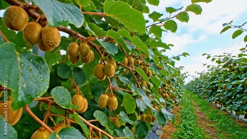 Kiwi fruits growing naturally on vine in farm showcasing organic cultivation, fresh produce and sustainable agriculture.