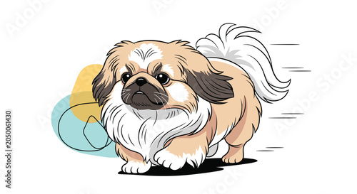 Photos Fluffy tan and white Pekingese dog running fast with its long hair blowing in the wind on a white background for pet theme