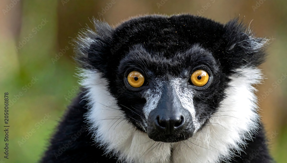 Fototapeta premium A close-up of a lemur's face with distinctive black and white fur