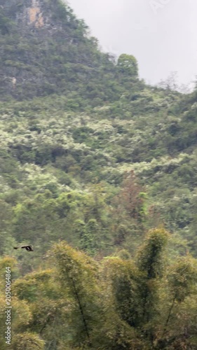Tracking shot of eagle flying fast against green karst mountain slope in Guilin, China