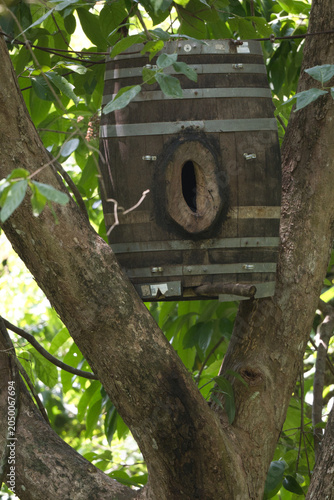 Obraz na plátně A man-made wooden barrel used as an artificial nesting box for Oriental Pied Hor