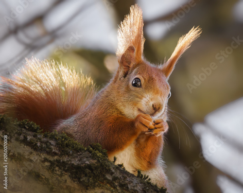 Fressendes Eichhörnchen im Baum