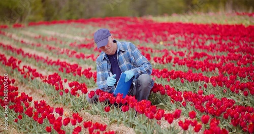 Inspector checking red flowers in a spring field