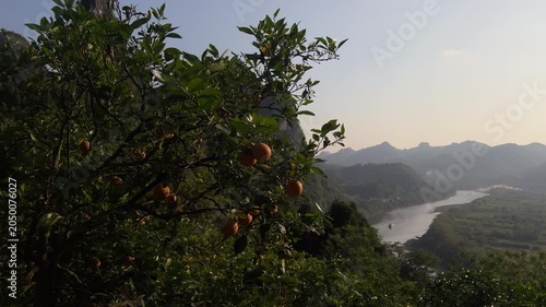 Close up of ripe orange fruits growing on a citrus tree branch, with the Li river winding through karst mountains visible in the distance. Agriculture and scenic landscape in Xingping area, Guilin, Ch