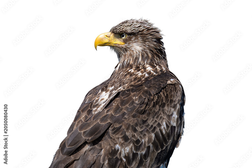 Obraz premium Transparent Bald Eagle High Detail
