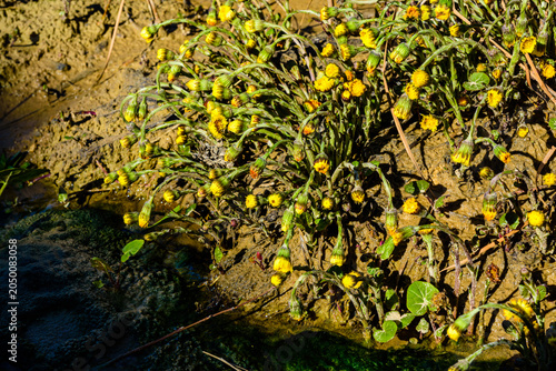 Bild auf Leinwand Foalfoot (tussilago farfara) blossoming on spring