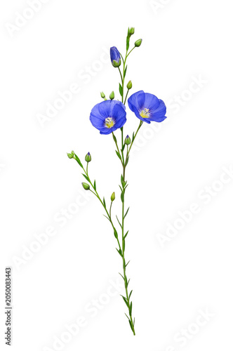 Fotografie Blue flax flowers with buds on a slender stem isolated on white