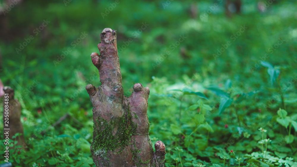 Fototapeta premium Woody cypress tree roots rise from forest floor in sunlit natural landscape