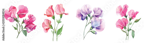 Watercolor design, Minimal yet artistic elements for creative designs. hand-drawn paint, Simple Illustration, A beautiful painting of sweet pea flower, EPS format, isolated on a white background