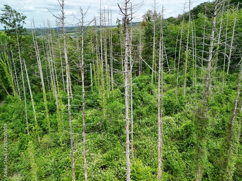 Dead Trees in Damaged Forest Landscape Affected by Climate Change