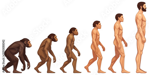 Human evolution illustration from primate to modern man