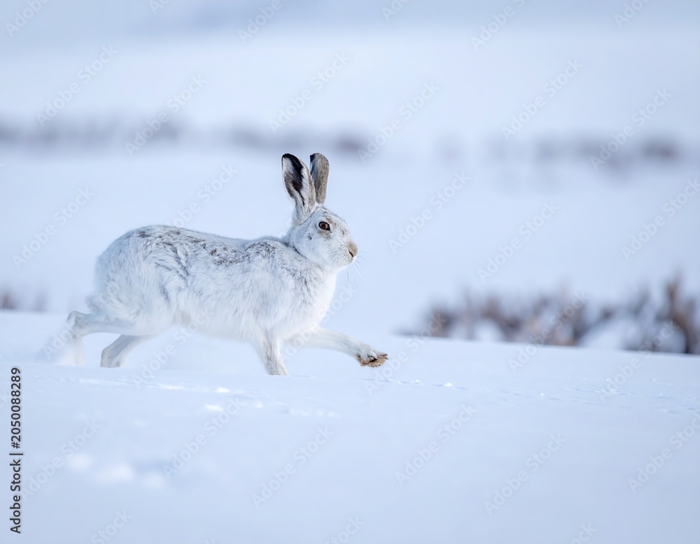 Obraz premium Hare Running in Snow.