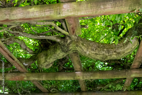 Canvastavla A hedge shaped into a passageway in the park of Belvedere Palace in Weimar, Thuringia