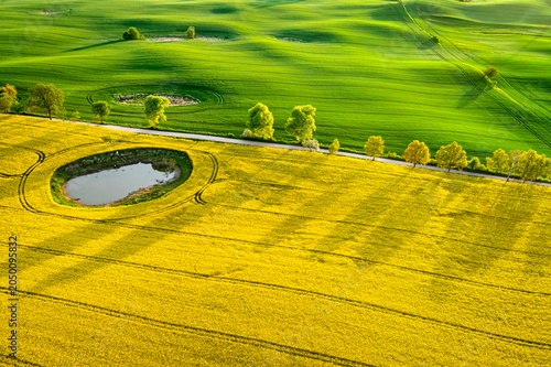 Half green wheat and yellow rape fields in Poland countryside.