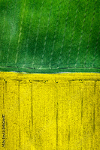 Stunning green and yellow field at spring at sunrise