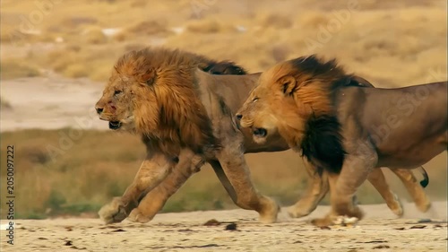 Majestic lions running together across a dusty savanna in Africa