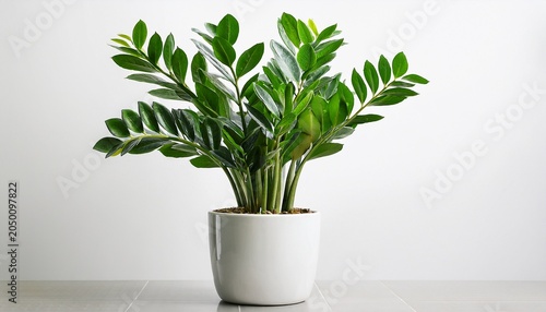 zamioculcas zamiifolia plant in a white pot isolated on a white background