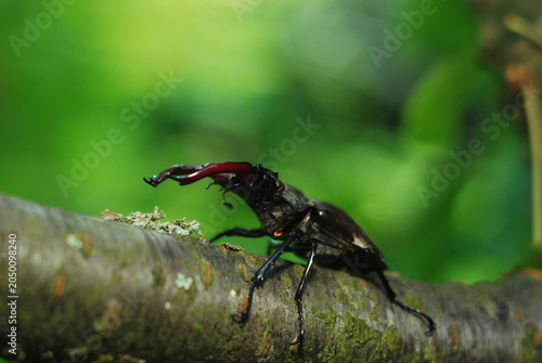 Valokuva Stag beetle