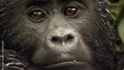 Close-up portrait of a majestic mountain gorilla in its natural habitat