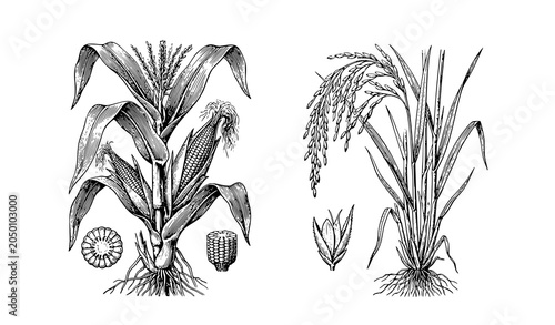 Quadro em tela Natural History Engraving of Maize and Rice Crops Antique Botanical Art