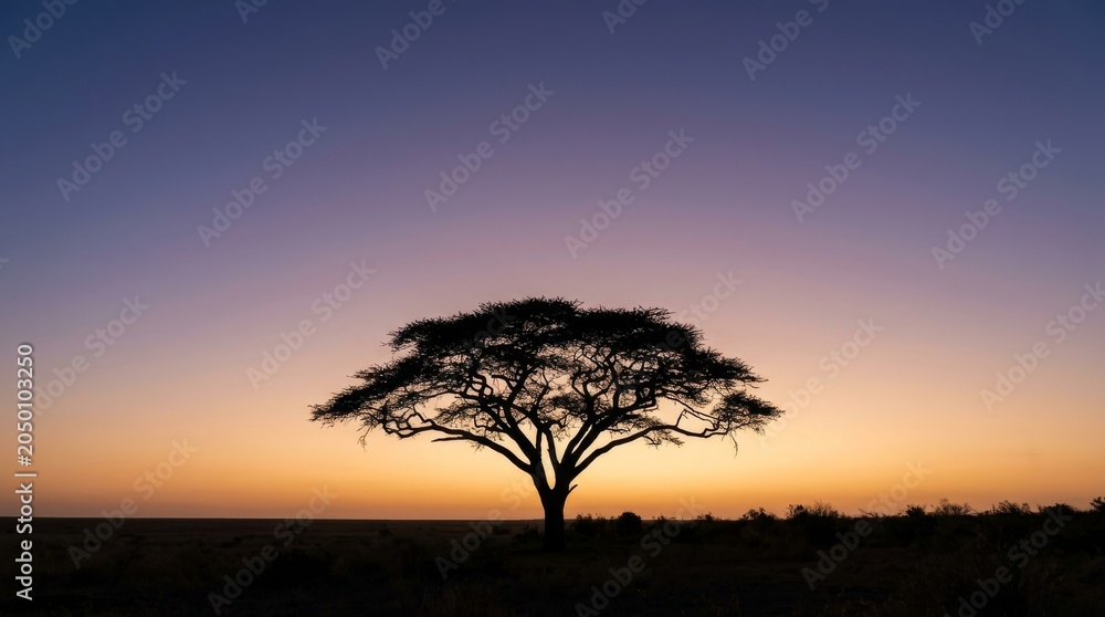 Fototapeta premium Solitary Ancient Tree Silhouetted Against Minimalist Gradient Sunset Sky
