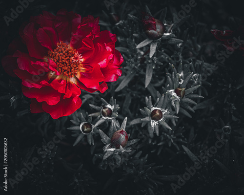 Obraz na plátně Dramatic red moss rose flower with dark background in artistic low key botanical