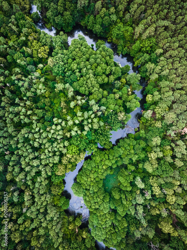 Aerial view of river, swamp...