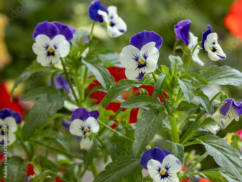 Canvastavla Colorful pansies flowers on a blurred background in the garden