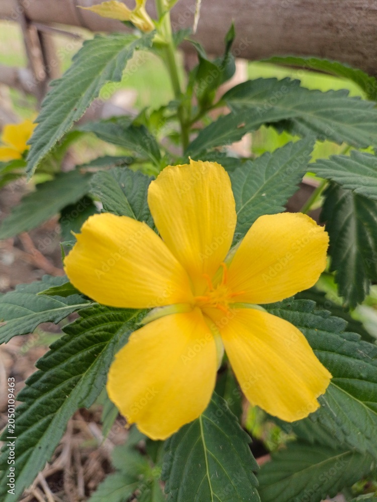 Fototapeta premium Close up of a yellow alder (turnera ulmifolia) flower in bloom