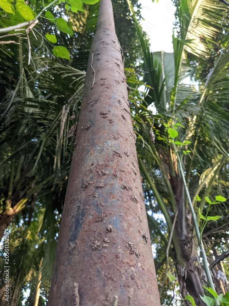 Fototapeta premium A close-up shot of a weathered rusty metal pole texture with peeling white paint, brown corrosion spots, and natural green leaf details.