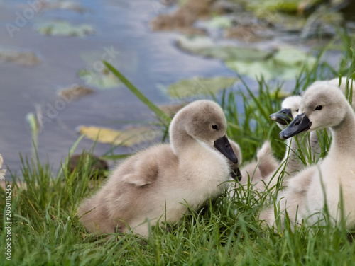 cygnets