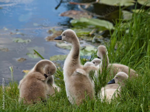 swanlings