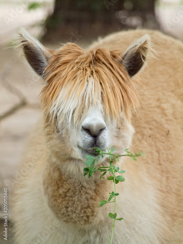 alpaca with leaves