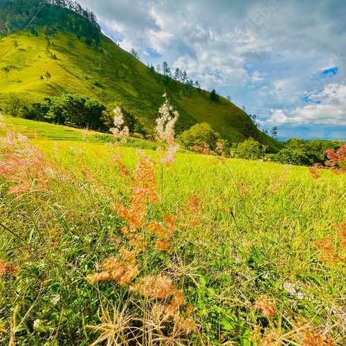Konstfotografi meadow with flowers