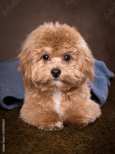 Beautiful Maltipoo puppy