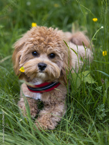 Maltipoo puppy lying in grass