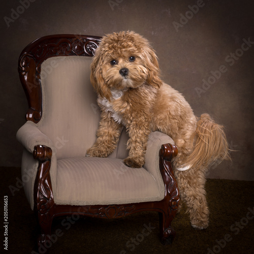 Maltipoo puppy posing like a pro