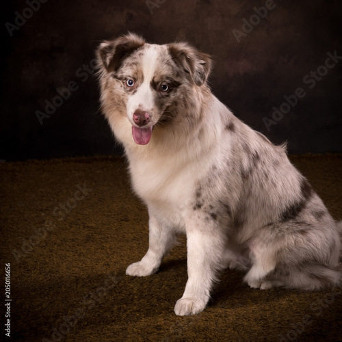 Australian shepherd dog