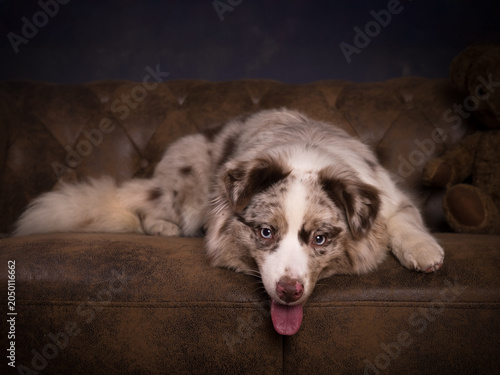 Australian shepherd lying on sofa