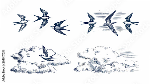 Flying Swallows And Clouds A Vintage style Engraving Illustration On A White Background avian